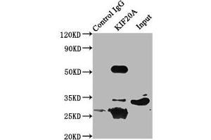 Immunoprecipitating KIF20A in 293 whole cell lysate Lane 1: Rabbit control IgG (1 μg) instead of ABIN7157612 in 293 whole cell lysate. (KIF2A antibody  (AA 161-294))