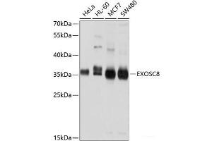Western blot analysis of extracts of various cell lines using EXOSC8 Polyclonal Antibody at dilution of 1:1000. (EXOSC8 antibody)