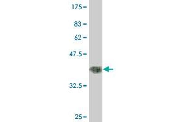 RNF151 antibody  (AA 68-173)