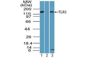 Image no. 1 for anti-Toll-Like Receptor 3 (TLR3) (AA 750-800) antibody (ABIN960377) (TLR3 antibody  (AA 750-800))