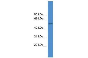 Western Blot showing SERPINF2 antibody used at a concentration of 1-2 ug/ml to detect its target protein. (alpha 2 Antiplasmin antibody  (N-Term))