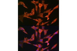 Immunofluorescence analysis of NIH-3T3 cells using USP10 Rabbit mAb (ABIN7271138) at dilution of 1:100 (40x lens). (USP10 antibody)