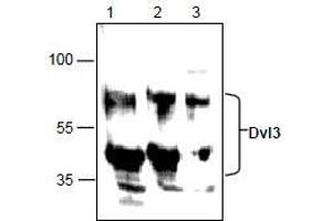 AP26355PU-N: Western blot analysis of Dvl3 in Jurkat cell lysate (Lane 1 & 2) and 3T3 cell lysate (Lane 3). (DVL3 antibody)