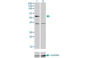 Western blot analysis of NR2C2 over-expressed 293 cell line, cotransfected with NR2C2 Validated Chimera RNAi (Lane 2) or non-transfected control (Lane 1). (TR4 antibody  (AA 43-152))