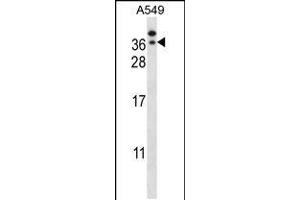 Western blot analysis in A549 cell line lysates (35ug/lane). (GTF2E2 antibody  (C-Term))