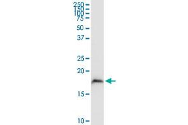 MGST3 antibody  (AA 1-152)