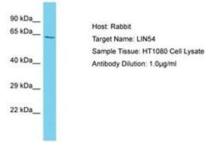 Image no. 1 for anti-Lin-54 Homolog (LIN54) (AA 354-403) antibody (ABIN6750579) (LIN54 antibody  (AA 354-403))