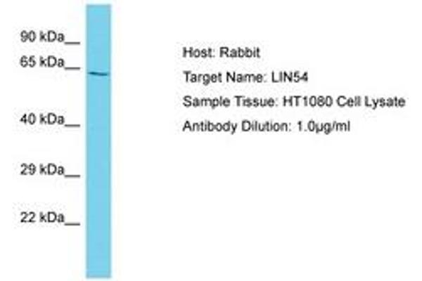 LIN54 antibody  (AA 354-403)