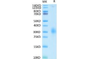 LAIR1 Protein (AA 22-163) (His-Avi Tag)