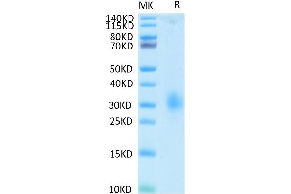 LAIR1 Protein (AA 22-163) (His-Avi Tag)