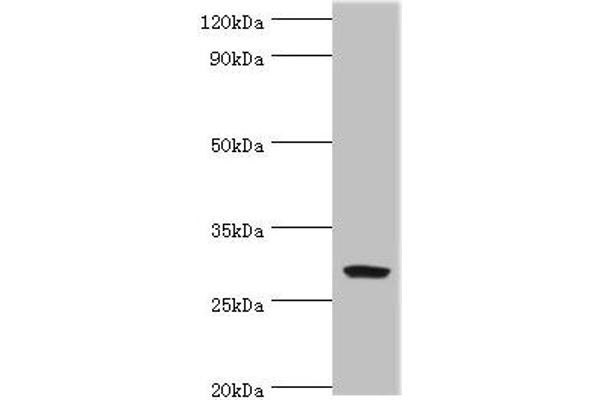 Spindlin 2B 抗体  (AA 1-258)