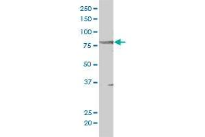 STAT5B antibody  (AA 1-390)