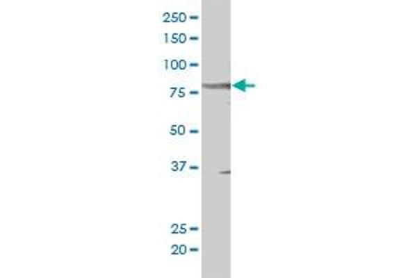 STAT5B antibody  (AA 1-390)