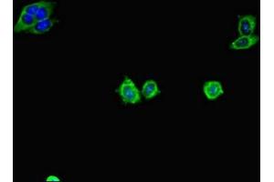 Immunofluorescence (IF) image for anti-CD34 (CD34) (AA 124-375) antibody (ABIN7154947)
