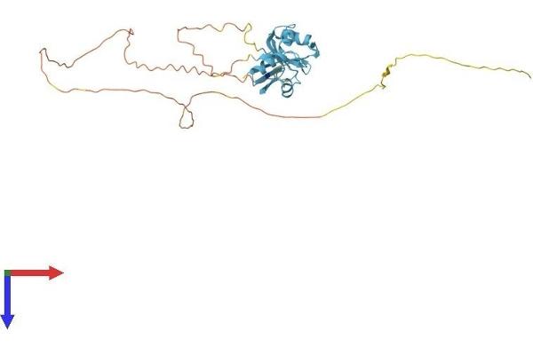 SFRS6 Protein (AA 1-344) (His tag)