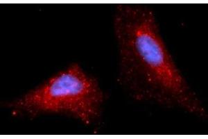 Immunofluorescence (IF) image for anti-Stromal Cell Derived Factor 2 (SDF2) (AA 19-211) antibody (APC) (ABIN5566159) (SDF2 antibody  (AA 19-211) (APC))