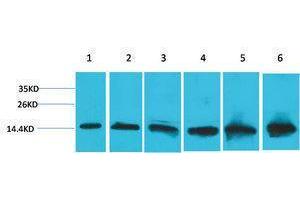 Western Blotting (WB) image for anti-Cytochrome C, Somatic (CYCS) antibody (ABIN3179068) (Cytochrome C antibody)