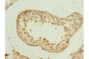 Immunohistochemistry of paraffin-embedded human testis tissue using ABIN7170650 at dilution of 1:100 (Spartan antibody  (AA 1-239))