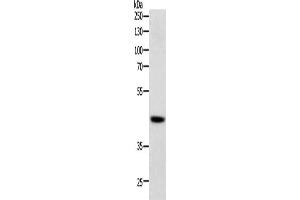 Western Blotting (WB) image for anti-SRY (Sex Determining Region Y)-Box 7 (SOX7) antibody (ABIN2428741)