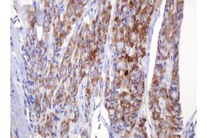 Immunohistochemistry (IHC) image for anti-Amylase, alpha 2B (Pancreatic) (AMY2B) antibody (ABIN2715975) (AMY2B antibody)