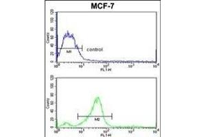 CHB Antibody (N-term) (ABIN653481 and ABIN2842901) flow cytometric analysis of MCF-7 cells (bottom histogram) compared to a negative control cell (top histogram). (CHMP4B antibody  (N-Term))