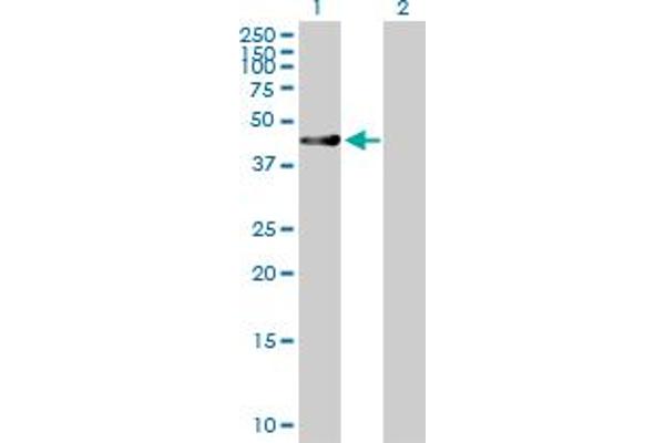 RUSC1 antibody  (AA 1-433)