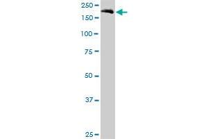 EIF5B MaxPab polyclonal antibody. (EIF5B antibody  (AA 1-1220))
