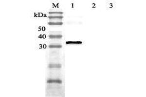 Western blot analysis using anti-Omentin (human), pAb  at 1:2'000 dilution.