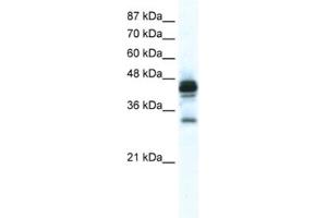 Western Blotting (WB) image for anti-Gap Junction Protein, epsilon 1 (GJE1) antibody (ABIN2461389) (GJE1 antibody)