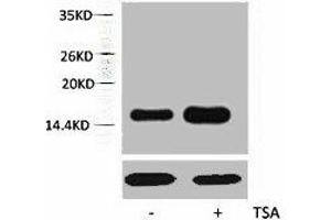 Western blot analysis of extracts from Hela cells, untreated (-) or treated, 1:5000. (Histone H2A antibody  (H2AK5ac))