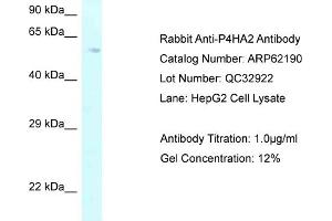 Western Blotting (WB) image for anti-Prolyl 4-Hydroxylase, alpha Polypeptide II (P4HA2) (C-Term) antibody (ABIN2789056)
