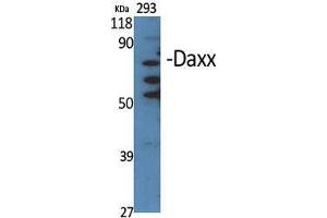 Western Blot (WB) analysis of specific cells using Daxx Polyclonal Antibody.