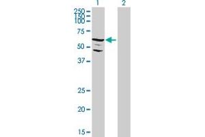 Western Blot analysis of C9orf96 expression in transfected 293T cell line by C9orf96 MaxPab polyclonal antibody. (C9orf96 antibody  (AA 1-680))