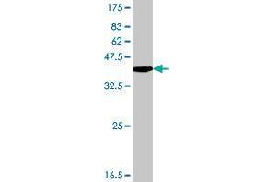 HIST4H4 antibody  (AA 1-103)