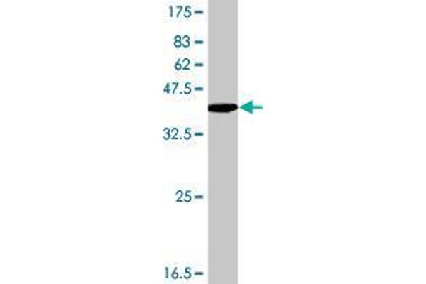 HIST4H4 antibody  (AA 1-103)