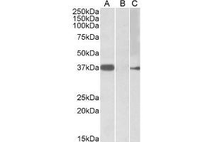 HEK293 lysate (10ug protein in RIPA buffer) overexpressing Human MYF6 with MYC tag probed with ABIN571147 (0. (MYF6 antibody  (Internal Region))
