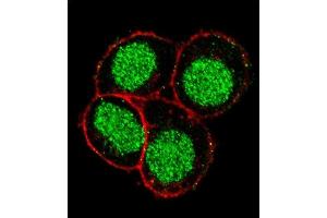 Confocal immunofluorescent analysis of FLI1 Antibody (Center) (ABIN390409 and ABIN2840798) with Hela cell followed by Alexa Fluor 488-conjugated goat anti-rabbit lgG (green). (FLI1 antibody  (AA 299-328))