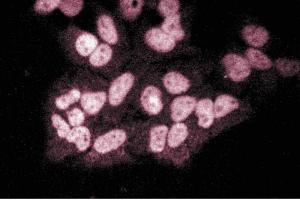 Immunofluorescent staining of Hela cells. (EZH2 antibody  (AA 156-256))