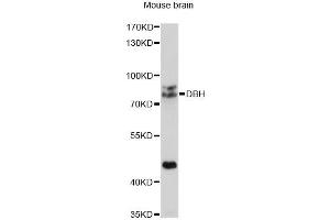 Western blot analysis of extracts of mouse brain, using DBH antibody. (DBH antibody)