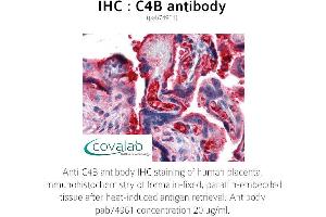 Image no. 1 for anti-Complement Component C4b (C4b) antibody (ABIN1732498) (C4B antibody)