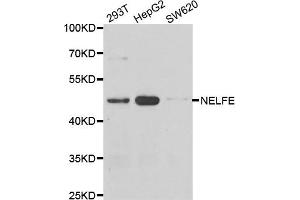 Western blot analysis of extracts of various cell lines, using NELFE antibody. (RDBP antibody)