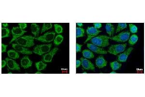 ICC/IF Image COX6B1 antibody [N2C3] detects COX6B1 protein at mitochondria by immunofluorescent analysis.