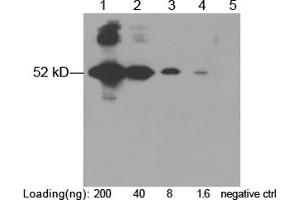 Lane 1-4: E-tag fusion protein in CHO cell lysate (~ 52 kD) Lane 5: Negative CHO cell lysate Primary Antibody: 1 µg/mL Rabbit Anti-E-tag Polyclonal Antibody (ABIN398457) Secondary Antibody: Goat Anti-Rabbit IgG (H&L) [HRP] Polyclonal Antibody (ABIN398323, 1: 10,000) The signal was developed with LumiSensorTM HRP Substrate Kit (ABIN769939) (E Tag antibody)