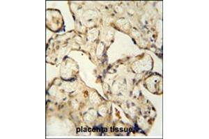 Immunohistochemistry analysis in formalin fixed and paraffin embedded human placenta tissue using LCA5L antibody (C-term) followed by peroxidase conjugation of the secondary antibody and DAB staining.