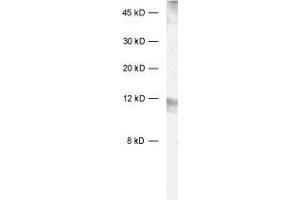 dilution: 1 : 1000, sample: rat brain homogenate (Neurogranin antibody)