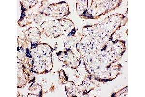 IHC-P: WISP1 antibody testing of human placenta tissue (WISP1 antibody  (C-Term))