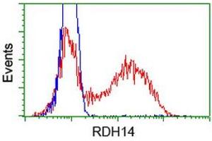 HEK293T cells transfected with either RC203411 overexpress plasmid (Red) or empty vector control plasmid (Blue) were immunostained by anti-RDH14 antibody (ABIN2454270), and then analyzed by flow cytometry. (RDH14 antibody)