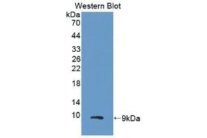 Detection of Recombinant GROb, Human using Polyclonal Antibody to Chemokine (C-X-C Motif) Ligand 2 (CXCL2) (CXCL2 antibody  (AA 34-107))