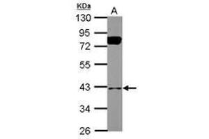 Image no. 2 for anti-BCL2/adenovirus E1B 19kDa Interacting Protein 2 (BNIP2) (AA 6-229) antibody (ABIN1496941) (BNIP2 antibody  (AA 6-229))