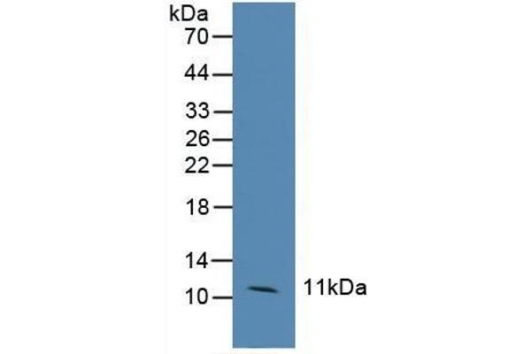 CCL6 antibody  (AA 21-115)